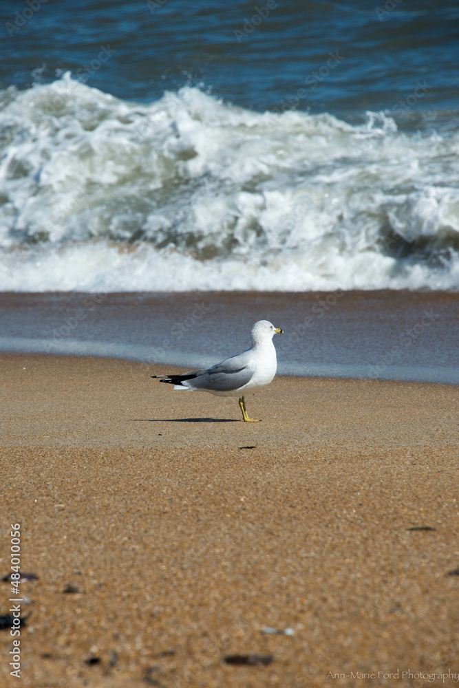 seagull on the beach seagull on the beach