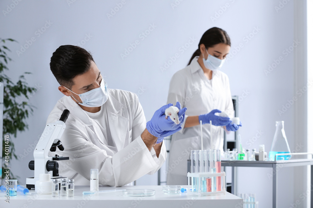 Scientist with rat in chemical laboratory. Animal testing Scientist with rat in chemical laboratory. Animal testing