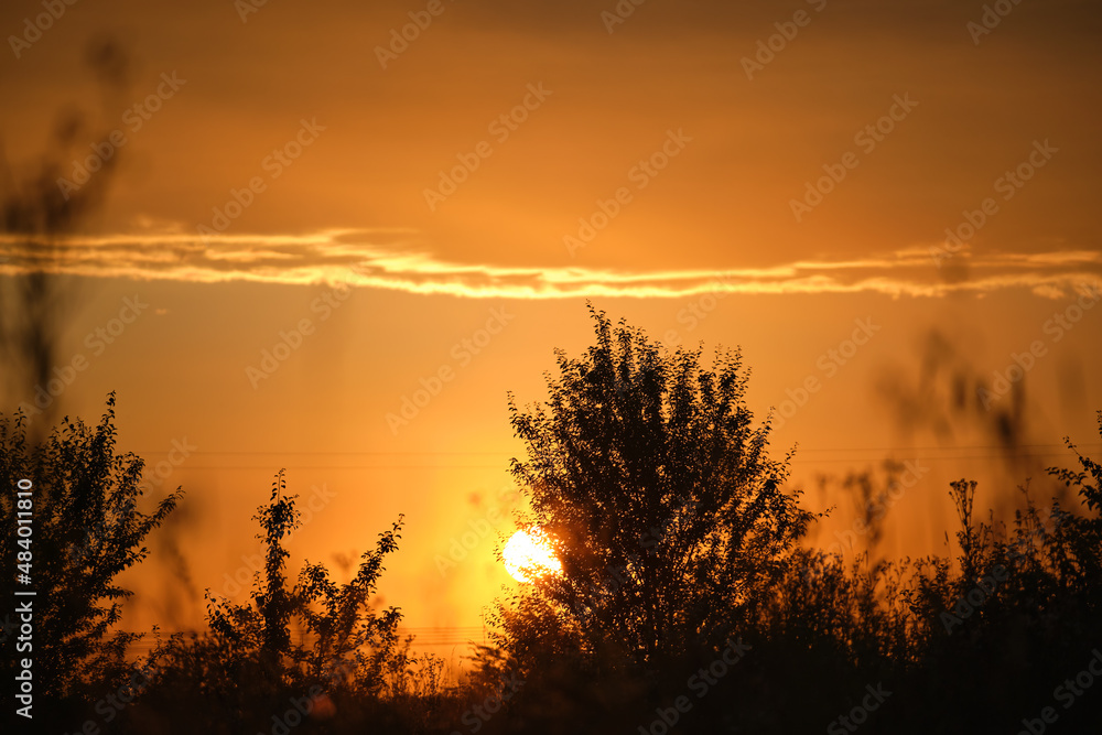 Naklejka premium Dark foliage of small trees and bush against bright colorful sunset sky with vivid clouds illuminated with setting sun light