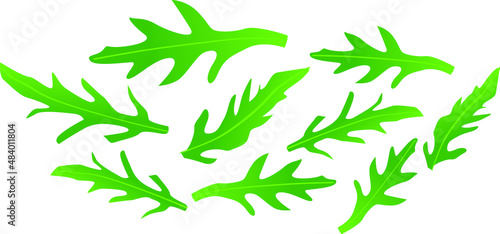 Arugula or Rucola Fresh Green Leaves - Icon Illustration Isolated