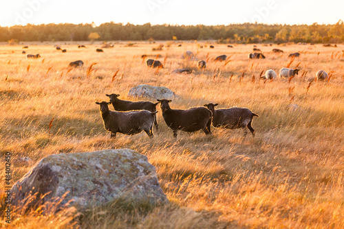 sheep grazing in field in golden hour