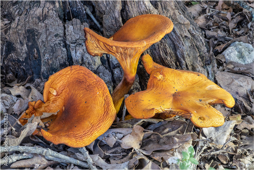 Orange colored fungi commonly called a Jack O Lantern mushroom