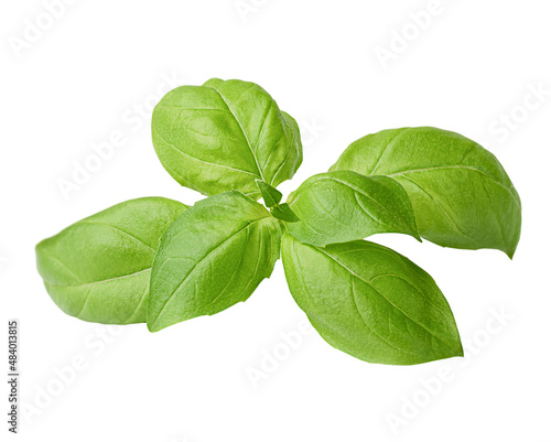 sprig of basil on a white isolated background
