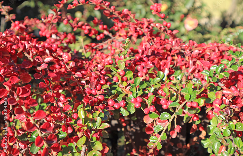 Vibrant Red Berries Shrub in the Sunlight of Patagonia, Town of El Calafate, Argentina, South America