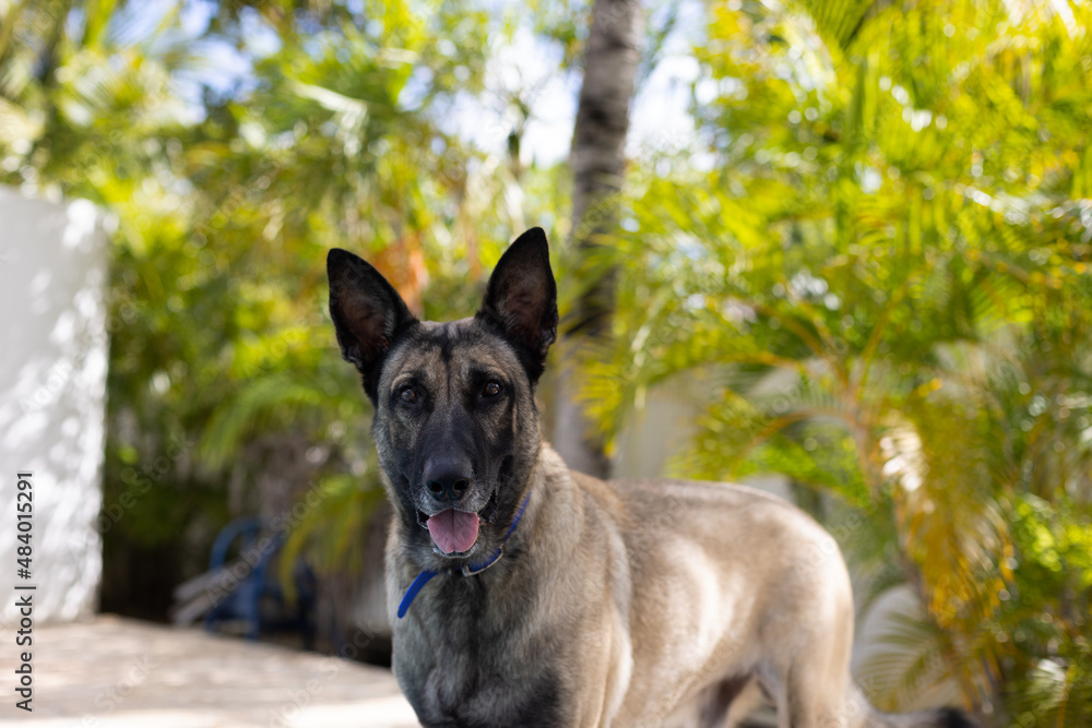 Portrait of Shepherd dog. Dog in a tropical garden.