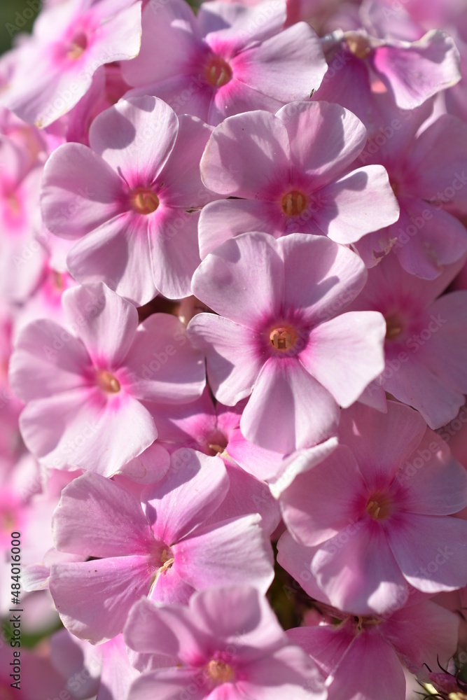 Pink phlox flowers in summer close-up in the garden
