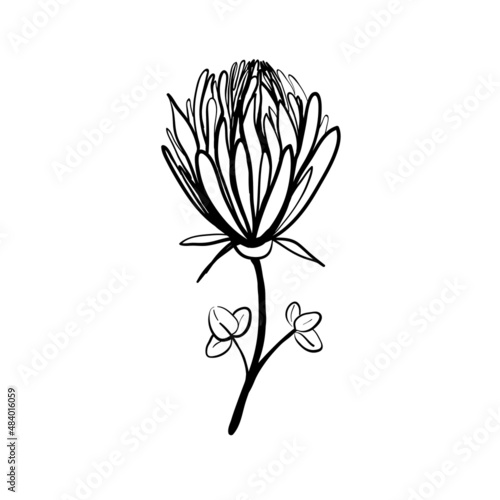 Handmade floral elements and flowers. Vector doodle illustration.