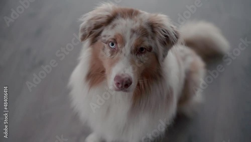the dog looks at me, cute animals, australian sheperd, sitting