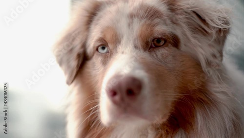 veron eyes dog close up australian shephered