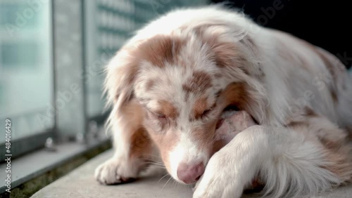 dog eats a bone, australian shepherd