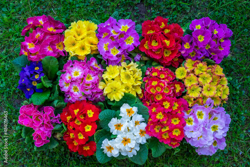 Primrose, spring time background 