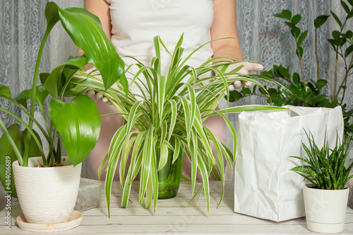 Chlorophytum transplantation at home. Tools for ambulance, soil and pot planning. The process of chlorophytum transplantation. A small young houseplant. Step 1