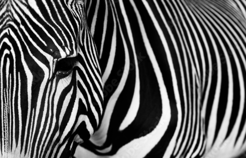 Close-up Portrait of Zebra. Zebra detail with its typical stripes. Photo in black and white. 