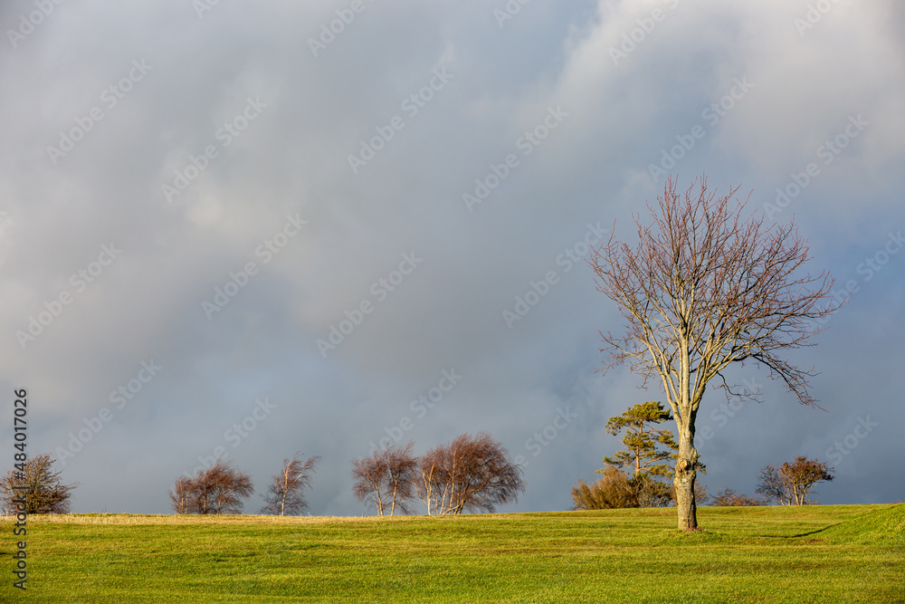 Fototapeta premium Trees with late afternoon winter light