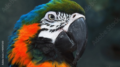 bright parrot