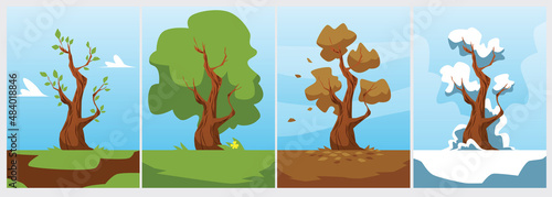 Tree seasonal cycle banners or cards infographic set, flat vector illustration.