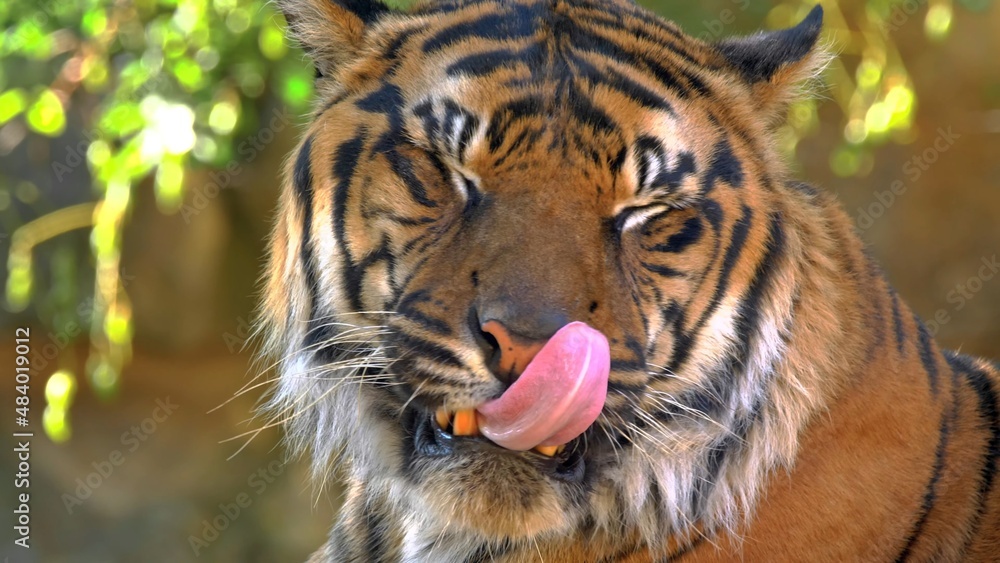 tiger licked his lips