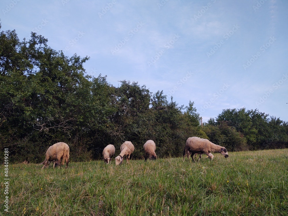 Sheep on the meadow eating grass in the herd. Slovakia