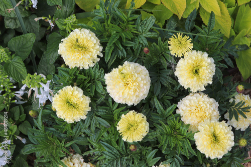 Soucis couleur vanille française