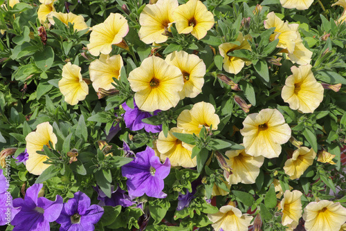 Massif de calibrachoas jaunes et violets