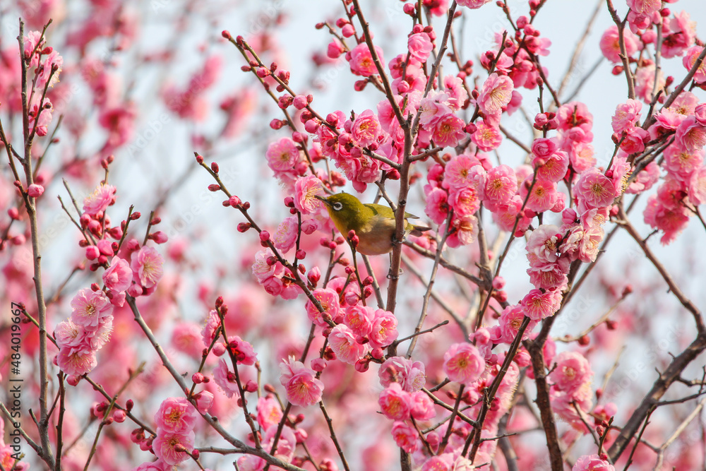 梅の花に止まるメジロ