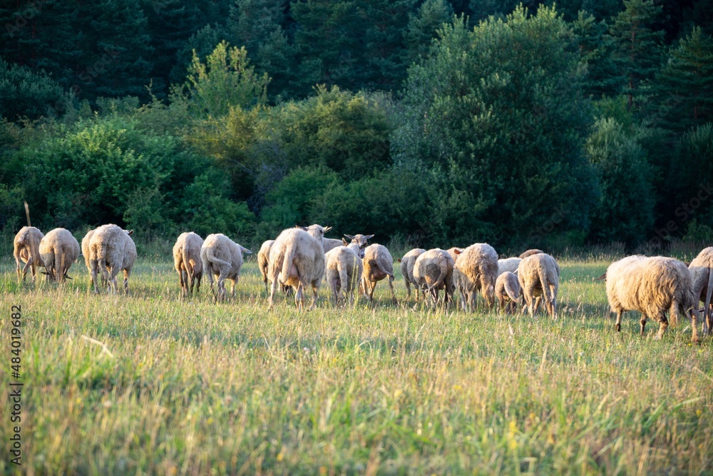 Fototapeta premium Sheep on the meadow eating grass in the herd. Slovakia