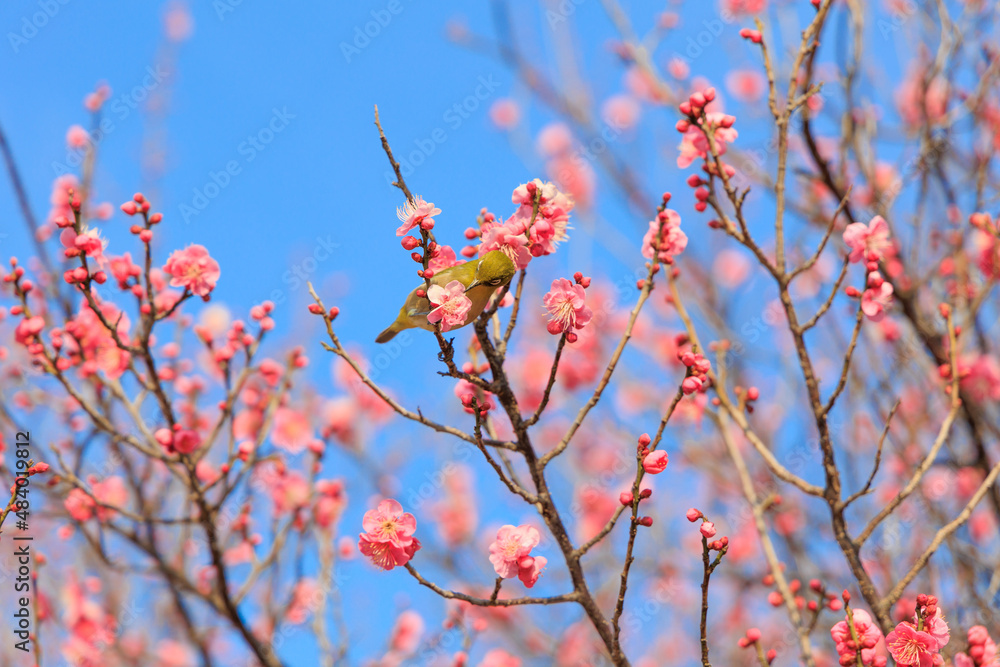 梅の花に止まるメジロ 梅の花に止まるメジロ