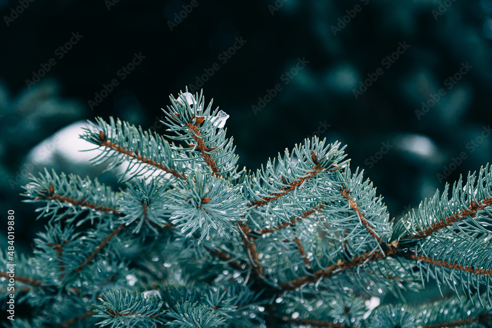Close up of fir tree branches in water drops covered with melting snow. Real spring, winter background