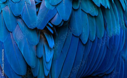 blue and yellow macaw feathers 