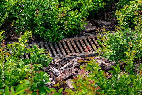drainage rusty grid in the landscape for the drainage of rainwater in the deciduous bush garden bed with tree bark mulching in the backyard garden lit by sun.