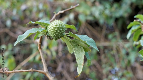 Fruits of Datura stramonium also known as moon flower or thorn apple. Called in India as dhatura photo