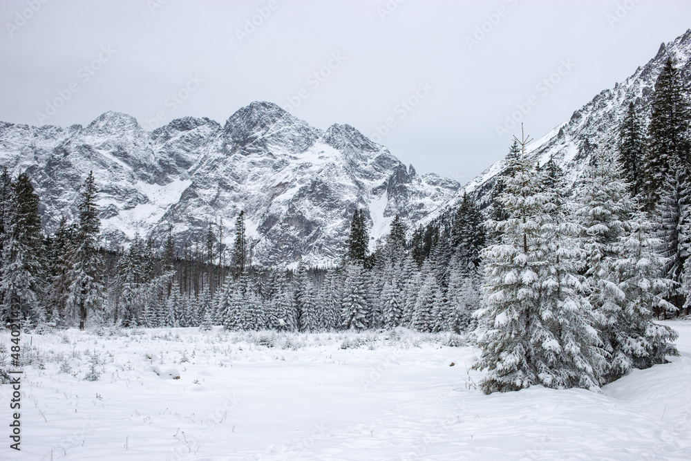 
Panorama of snow capped mountains and forests