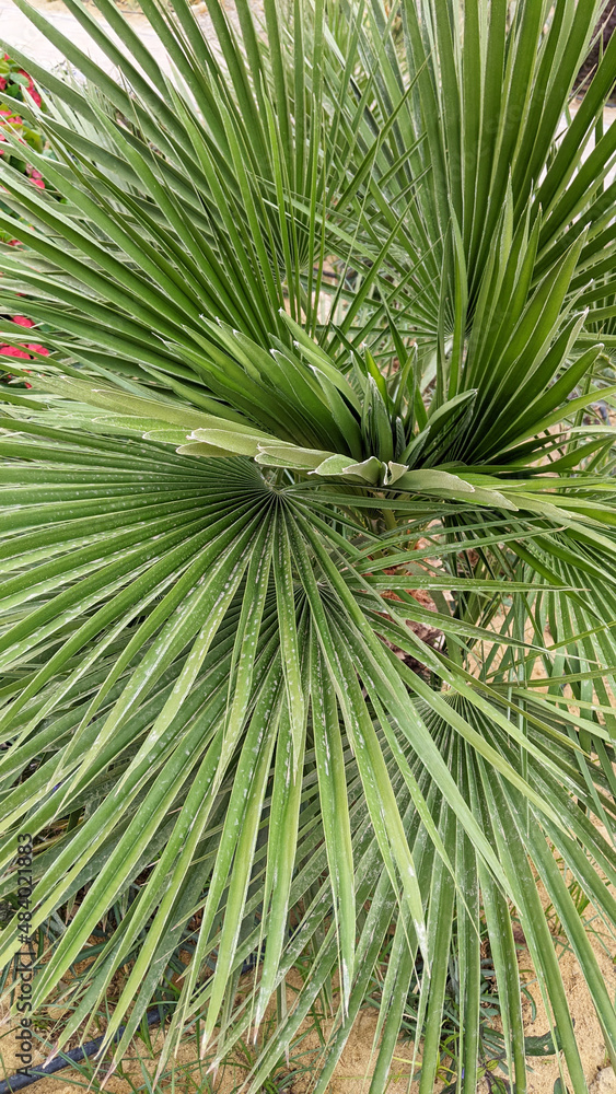 close-up through beautiful green palm leaves close-up through beautiful green palm leaves