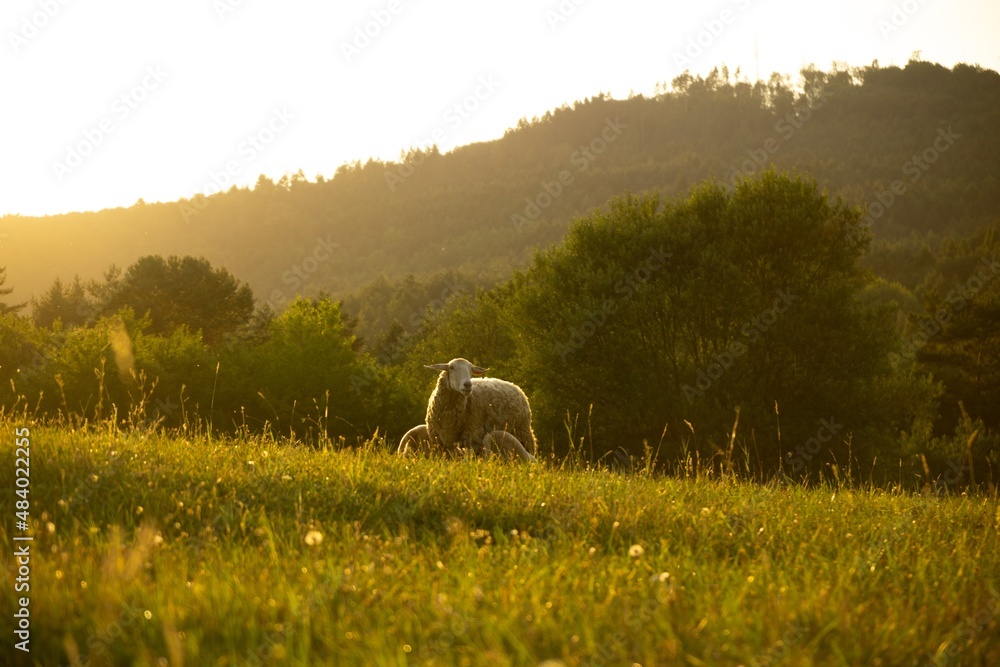 Naklejka premium Sheep on the meadow eating grass in the herd during colorful sunrise or sunset. Slovakia