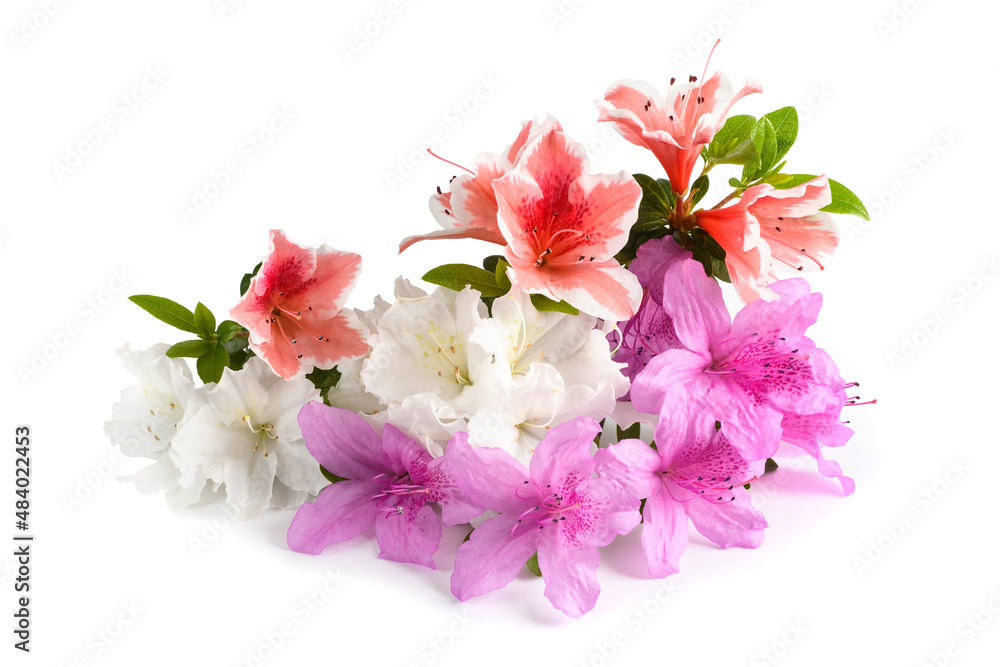 Fototapeta premium Azaleas flowers group