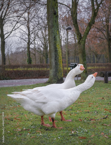 Two white domestic geese on a grassy lawn in the park