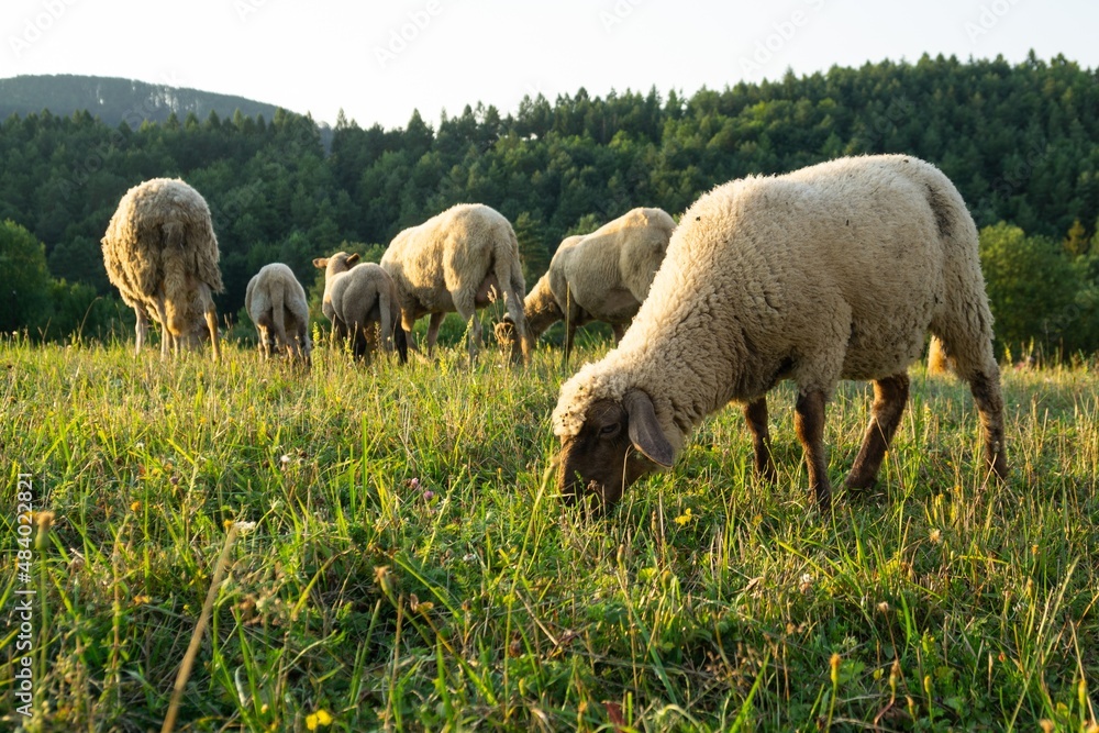 Fototapeta premium Sheep on the meadow eating grass in the herd during colorful sunrise or sunset. Slovakia