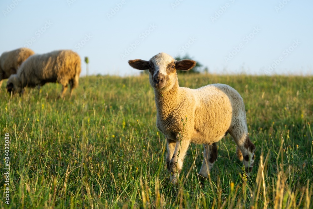 Sheep on the meadow eating grass in the herd during colorful sunrise or sunset. Slovakia Sheep on the meadow eating grass in the herd during colorful sunrise or sunset. Slovakia