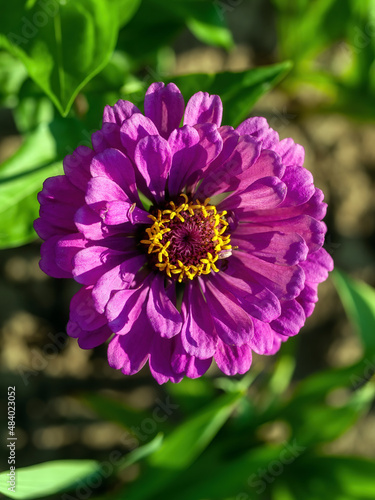 beautiful garden in the garden in summer
