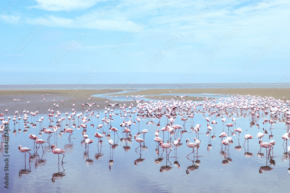Fototapeta premium Flamboyance of Lesser Flamingos, Walvis Bay, Namibia