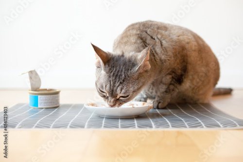 Beautiful tabby cat sitting next to a food plate placed on the wooden floor and eating wet tin salmon taste food. White wall background, home interior. Selective focus