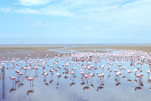 Flamboyance of Lesser Flamingos, Walvis Bay, Namibia