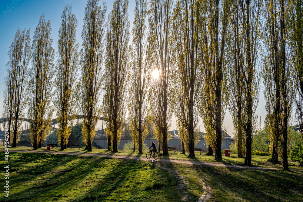 Elbpark Entenwerder - ein Park an der Elbe in Hamburg mit Elbbrücken und Pappeln und langen Schatten 