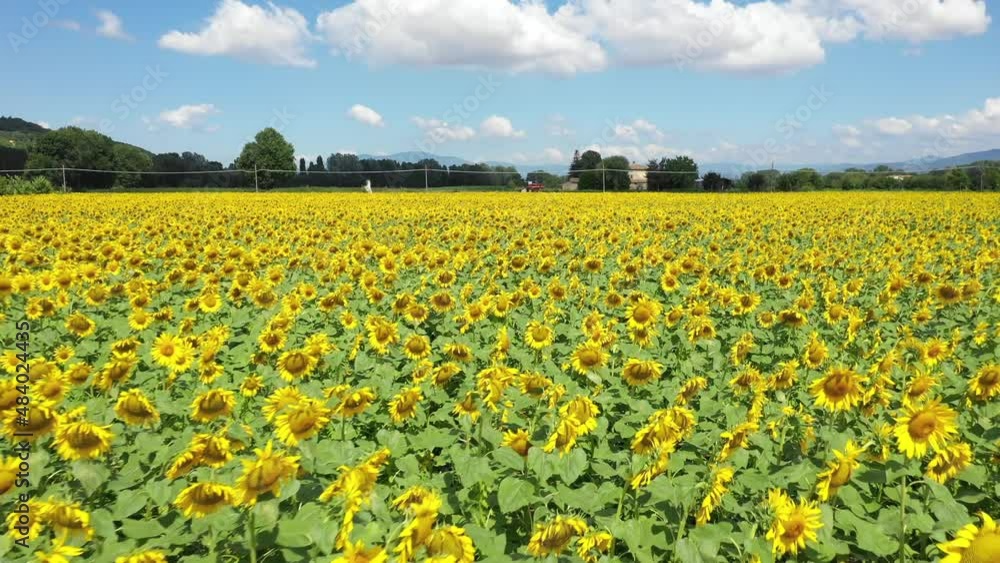 Aerial view of a sunflower field in the countryside on a sunny day in Italy Aerial view of a sunflower field in the countryside on a sunny day in Italy