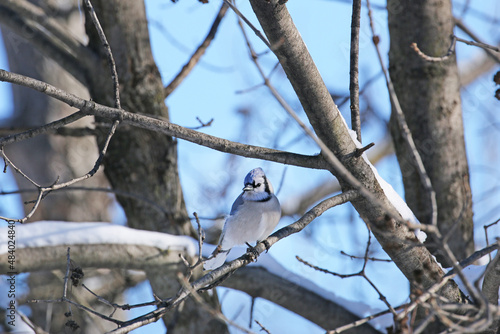 A colorful bluejay on a winter morning.