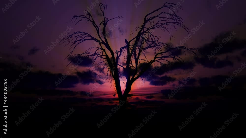 dead tree sunrise 4k dead tree sunrise 4k