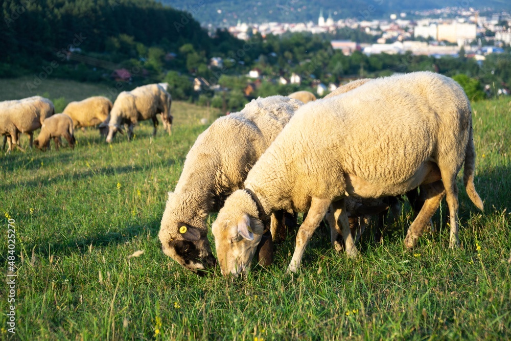 Sheep on the meadow eating grass in the herd. Slovakia