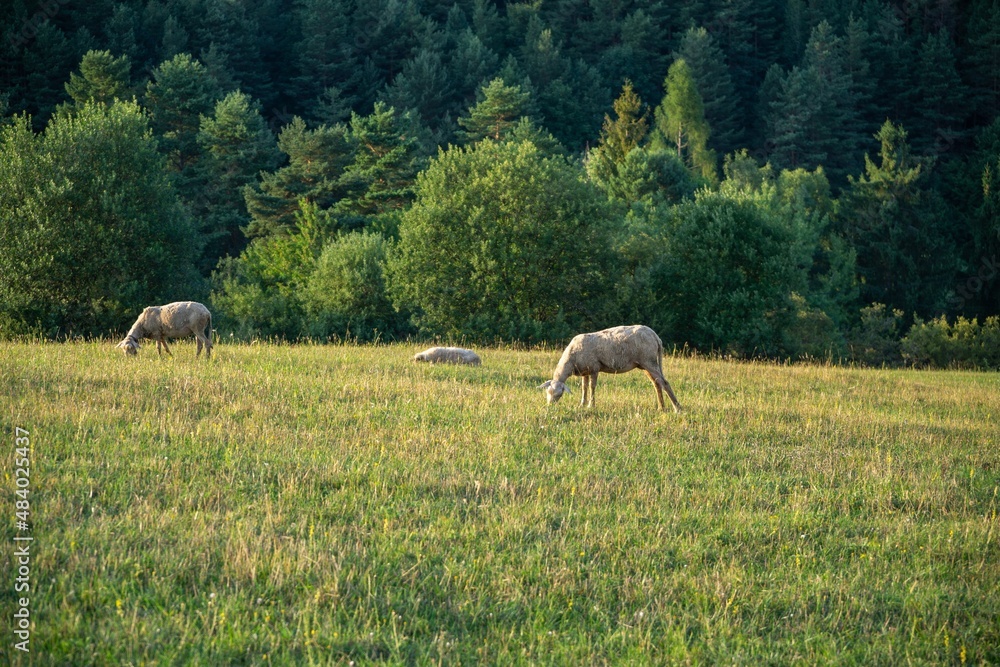 Sheep on the meadow eating grass in the herd. Slovakia Sheep on the meadow eating grass in the herd. Slovakia