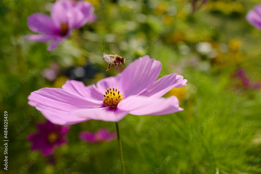 Schmuckkörbchen Blume mit Biene Schmuckkörbchen Blume mit Biene