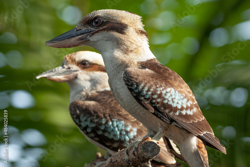 The hallmark of the laughing kookaburra is its distinctive voice, reminiscent of loud laughter, used to defend its territory